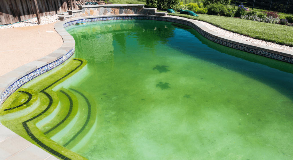 A backyard swimming pool with murky green water, bordered by a patio and grass, showing signs of algae growth.